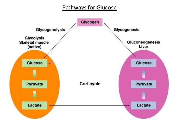 Pathways for Glucose 