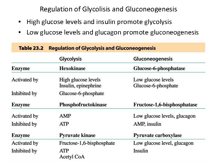 Regulation of Glycolisis and Gluconeogenesis • High glucose levels and insulin promote glycolysis •