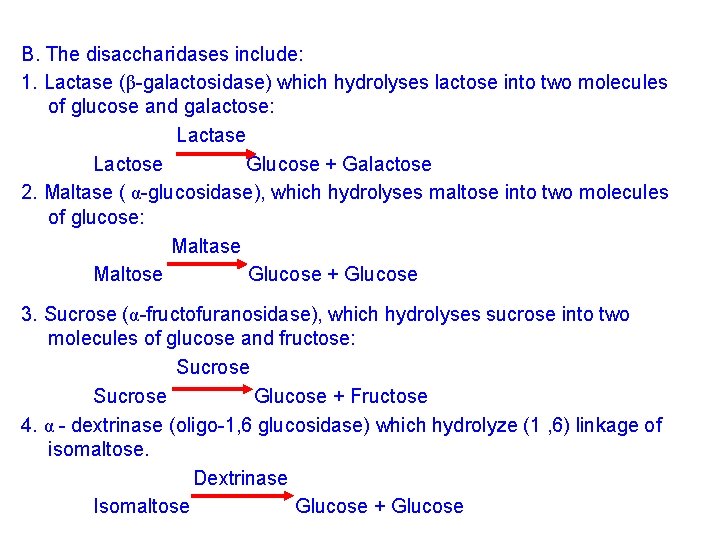 B. The disaccharidases include: 1. Lactase (β-galactosidase) which hydrolyses lactose into two molecules of