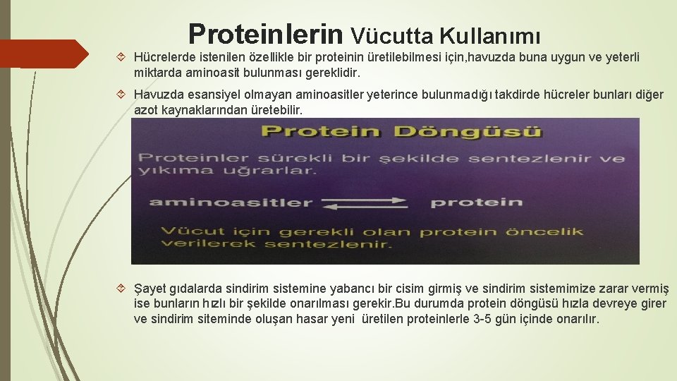 Proteinlerin Vücutta Kullanımı Hücrelerde istenilen özellikle bir proteinin üretilebilmesi için, havuzda buna uygun ve