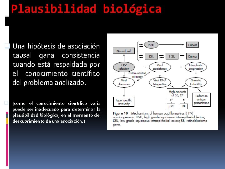 Plausibilidad biológica q Una hipótesis de asociación causal gana consistencia cuando está respaldada por