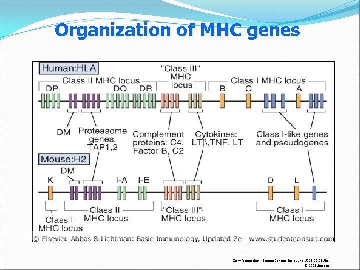 Organization of MHC genes Downloaded from: Student. Consult (on 1 June 2006 02: 08