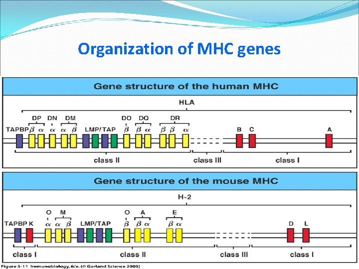 Organization of MHC genes 