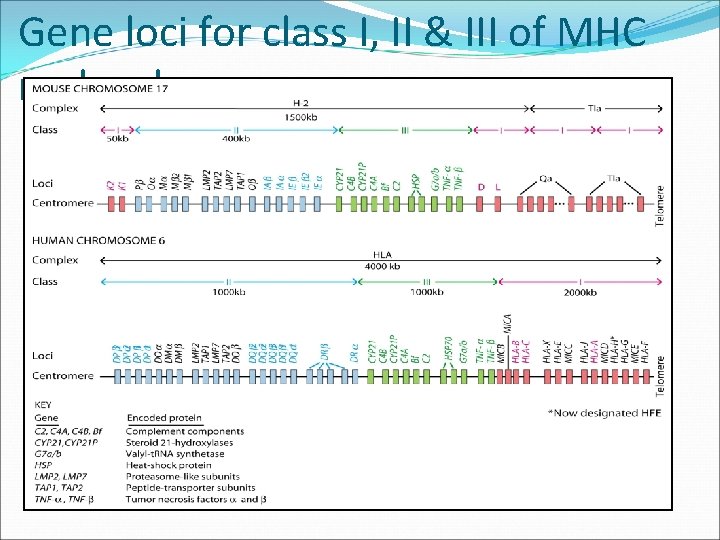 Gene loci for class I, II & III of MHC molecules 
