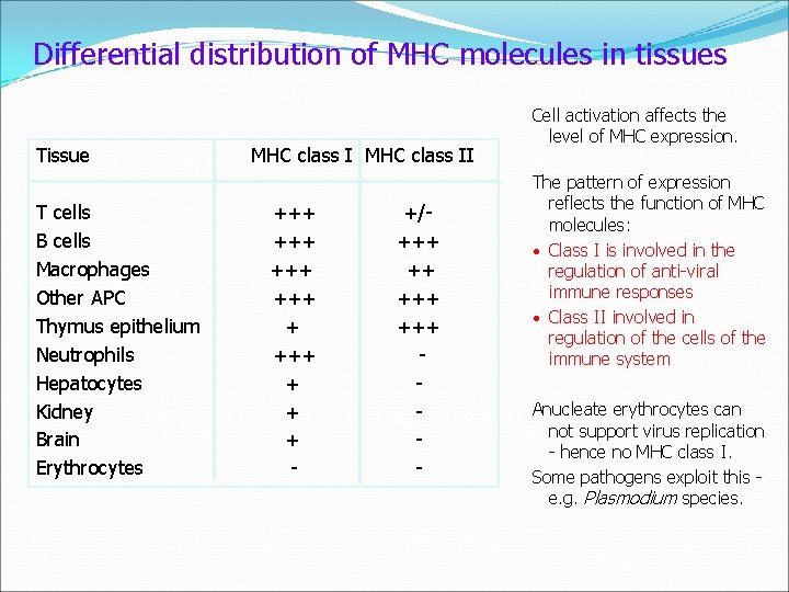 Differential distribution of MHC molecules in tissues Tissue T cells B cells Macrophages Other