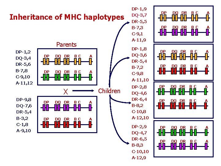 Inheritance of MHC haplotypes Parents DP-1, 2 DQ-3, 4 DR-5, 6 B-7, 8 C-9,