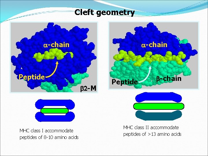 Cleft geometry -chain Peptide 2 -M MHC class I accommodate peptides of 8 -10