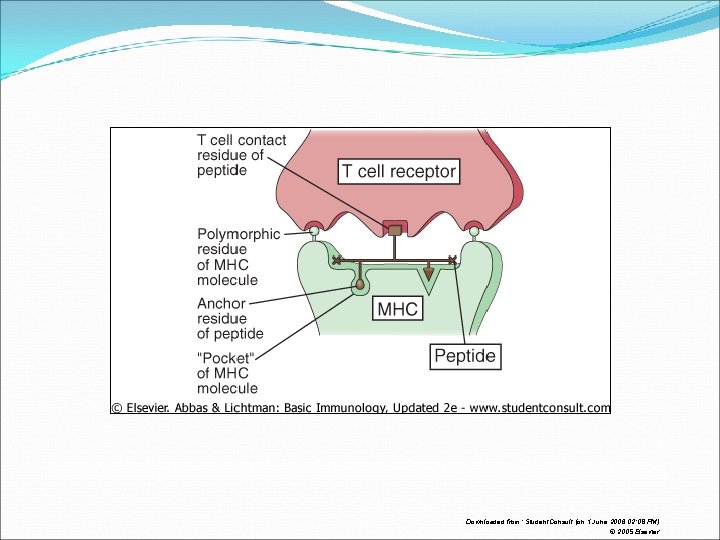 Downloaded from: Student. Consult (on 1 June 2006 02: 08 PM) © 2005 Elsevier