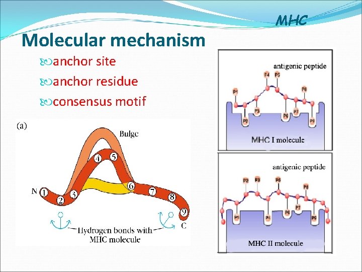 Molecular mechanism anchor site anchor residue consensus motif MHC 