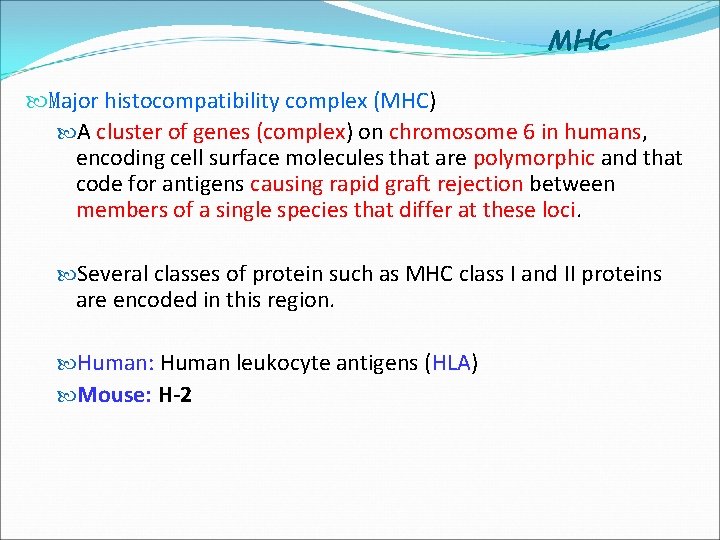 MHC Major histocompatibility complex (MHC) A cluster of genes (complex) on chromosome 6 in
