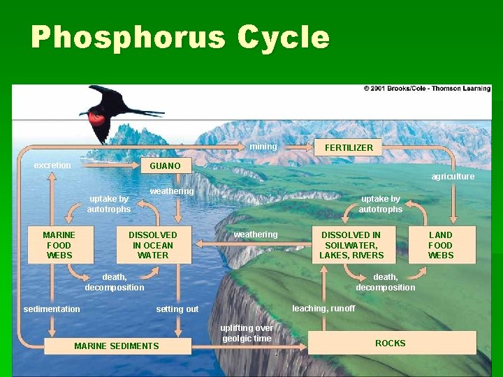 Phosphorus Cycle mining excretion FERTILIZER GUANO agriculture uptake by autotrophs MARINE FOOD WEBS weathering