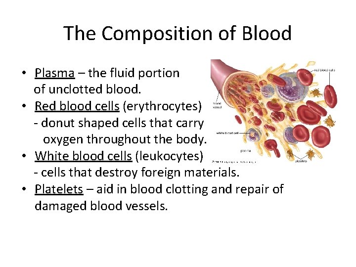 The Composition of Blood • Plasma – the fluid portion of unclotted blood. •