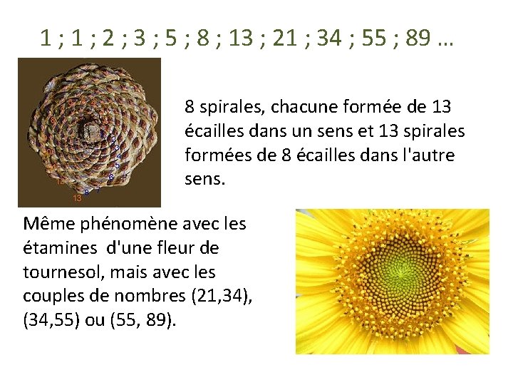 1 ; 2 ; 3 ; 5 ; 8 ; 13 ; 21 ;