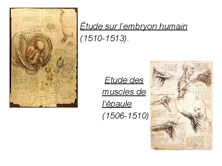 Étude sur l’embryon humain (1510 -1513). Etude des muscles de l'épaule (1506 -1510) 