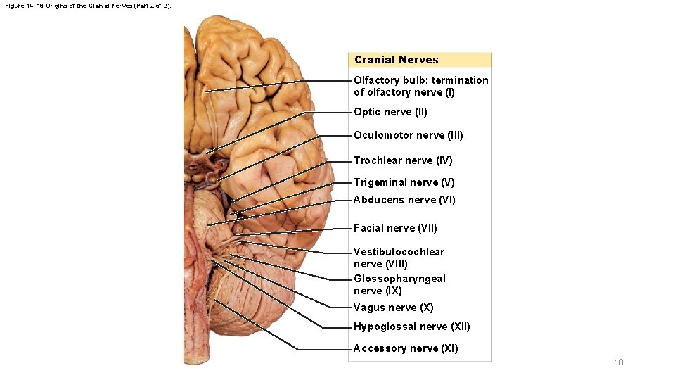Figure 14– 18 Origins of the Cranial Nerves (Part 2 of 2). Cranial Nerves Figure 14– 18 Origins of the Cranial Nerves (Part 2 of 2). Cranial Nerves