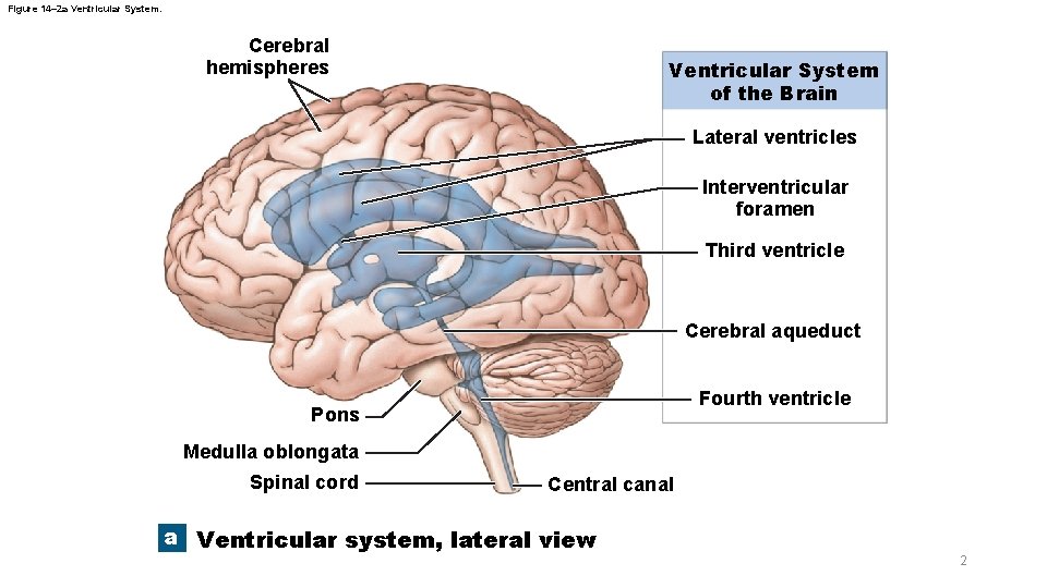 Figure 14– 2 a Ventricular System. Cerebral hemispheres Ventricular System of the Brain Lateral Figure 14– 2 a Ventricular System. Cerebral hemispheres Ventricular System of the Brain Lateral