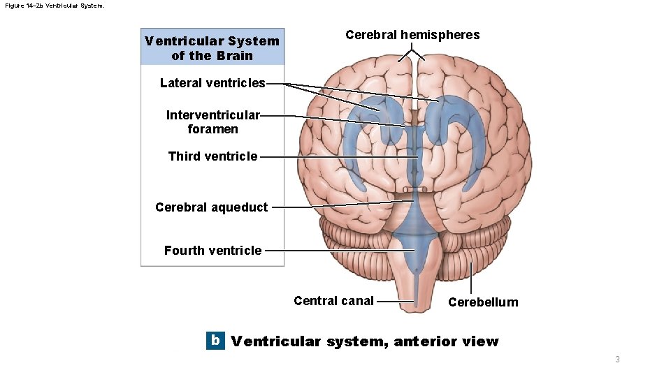 Figure 14– 2 b Ventricular System of the Brain Cerebral hemispheres Lateral ventricles Interventricular Figure 14– 2 b Ventricular System of the Brain Cerebral hemispheres Lateral ventricles Interventricular