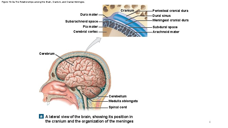 Figure 14– 3 a The Relationships among the Brain, Cranium, and Cranial Meninges. Cranium Figure 14– 3 a The Relationships among the Brain, Cranium, and Cranial Meninges. Cranium