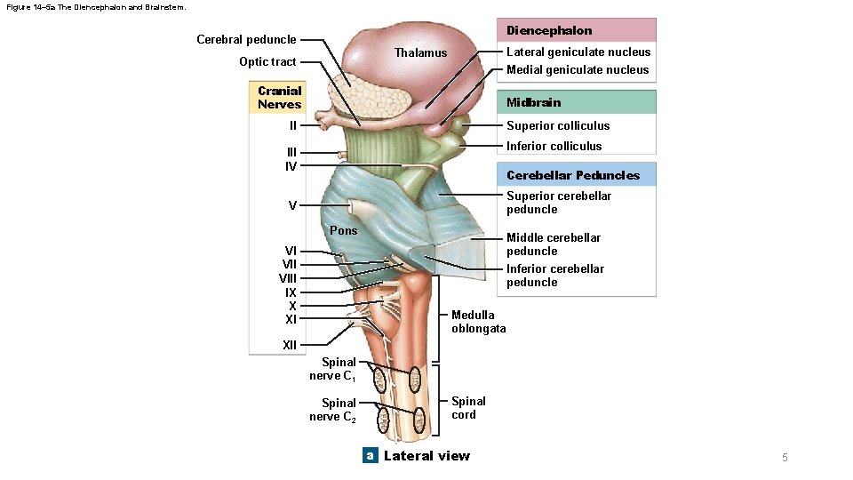 Figure 14– 5 a The Diencephalon and Brainstem. Diencephalon Cerebral peduncle Lateral geniculate nucleus Figure 14– 5 a The Diencephalon and Brainstem. Diencephalon Cerebral peduncle Lateral geniculate nucleus