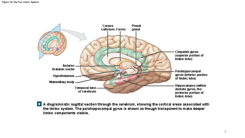 Figure 14– 12 a The Limbic System. Corpus callosum Fornix Pineal gland Cingulate gyrus Figure 14– 12 a The Limbic System. Corpus callosum Fornix Pineal gland Cingulate gyrus