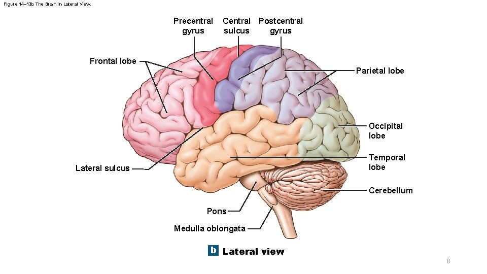 Figure 14– 13 b The Brain in Lateral View. Precentral gyrus Central Postcentral gyrus Figure 14– 13 b The Brain in Lateral View. Precentral gyrus Central Postcentral gyrus