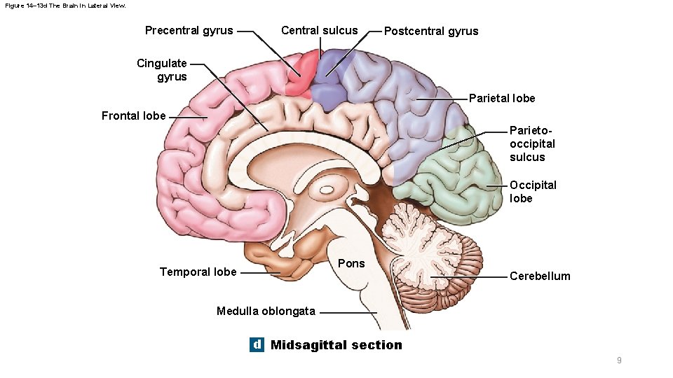 Figure 14– 13 d The Brain in Lateral View. Precentral gyrus Central sulcus Postcentral Figure 14– 13 d The Brain in Lateral View. Precentral gyrus Central sulcus Postcentral