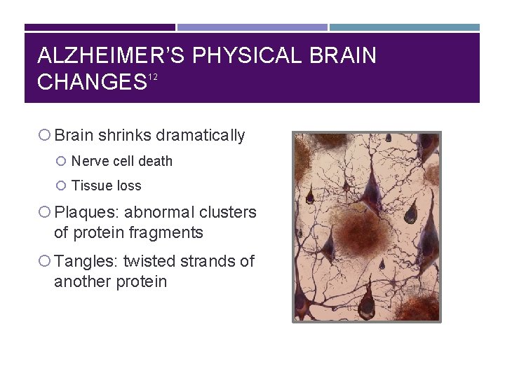 ALZHEIMER’S PHYSICAL BRAIN CHANGES 12 Brain shrinks dramatically Nerve cell death Tissue loss Plaques: