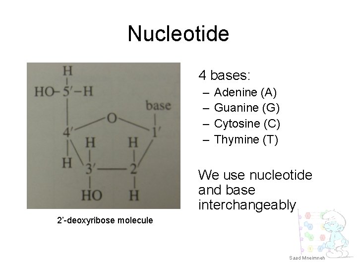 Nucleotide 4 bases: – – Adenine (A) Guanine (G) Cytosine (C) Thymine (T) We