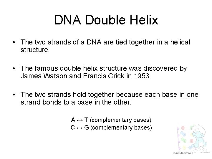 DNA Double Helix • The two strands of a DNA are tied together in