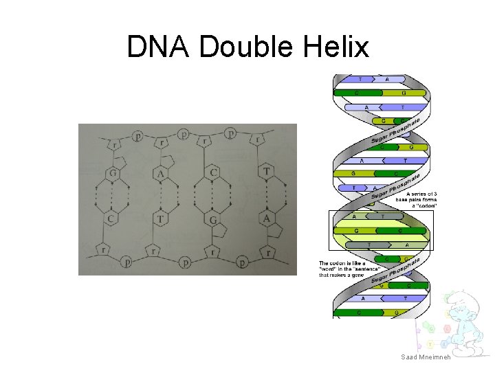 DNA Double Helix Saad Mneimneh 