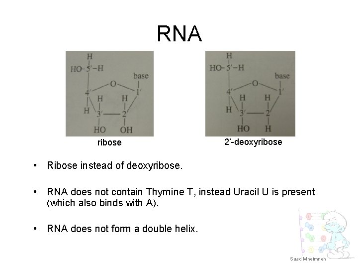 RNA ribose 2’-deoxyribose • Ribose instead of deoxyribose. • RNA does not contain Thymine