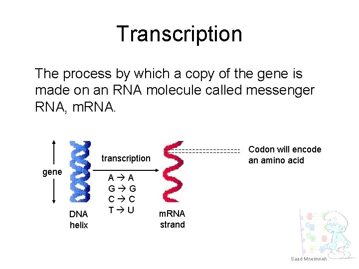 Transcription The process by which a copy of the gene is made on an