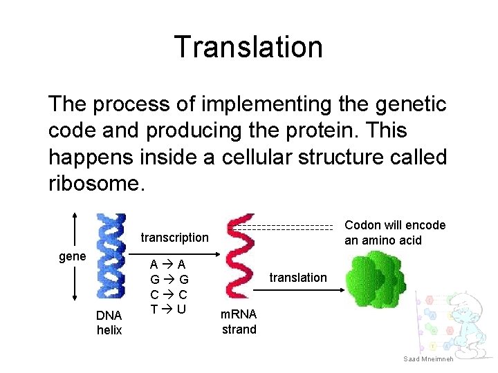 Translation The process of implementing the genetic code and producing the protein. This happens