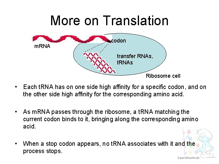 More on Translation m. RNA codon transfer RNAs, t. RNAs Ribosome cell • Each