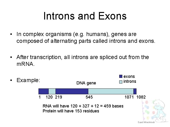 Introns and Exons • In complex organisms (e. g. humans), genes are composed of