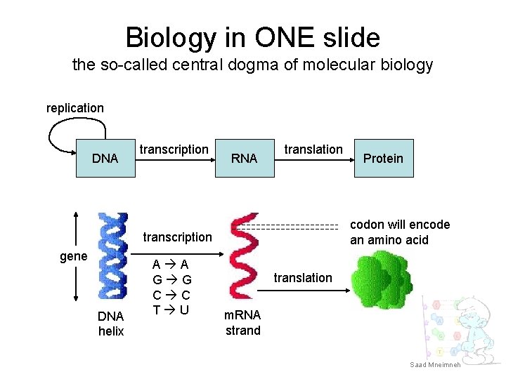 Biology in ONE slide the so-called central dogma of molecular biology replication DNA transcription