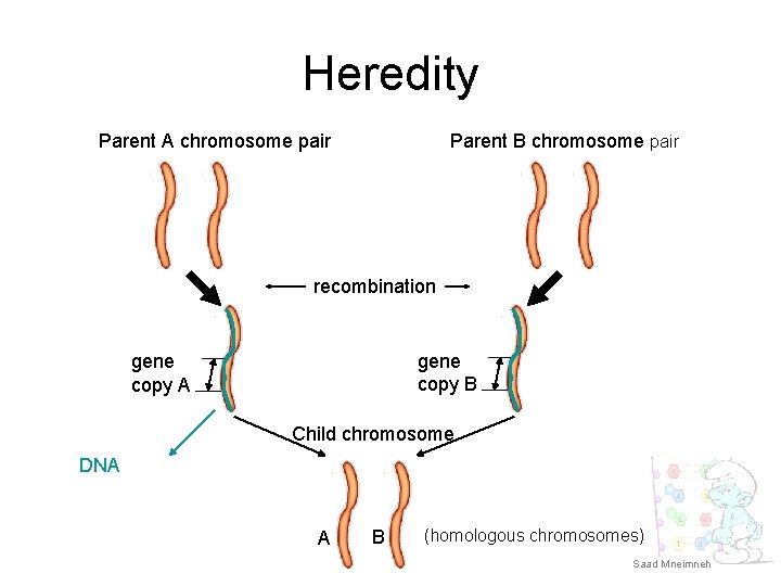 Heredity Parent A chromosome pair Parent B chromosome pair recombination gene copy B gene