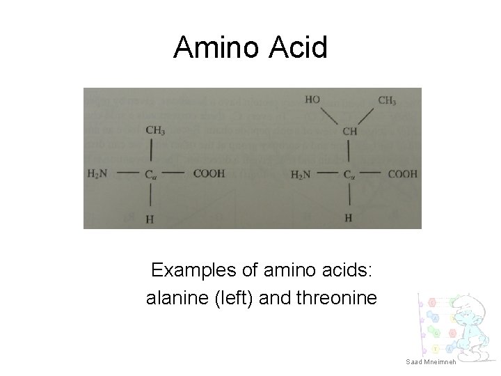 Amino Acid Examples of amino acids: alanine (left) and threonine Saad Mneimneh 