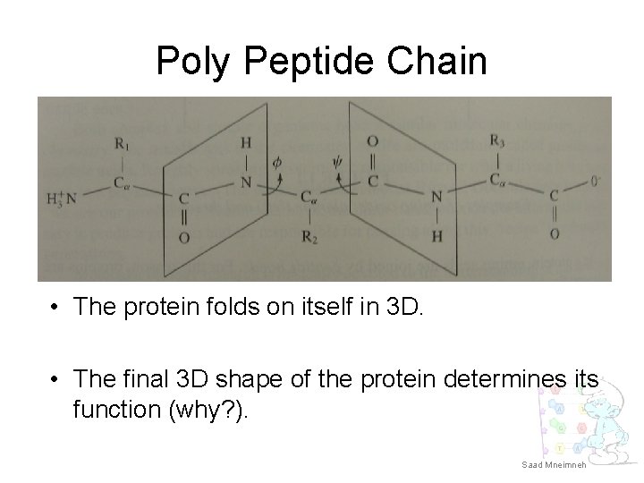 Poly Peptide Chain • The protein folds on itself in 3 D. • The