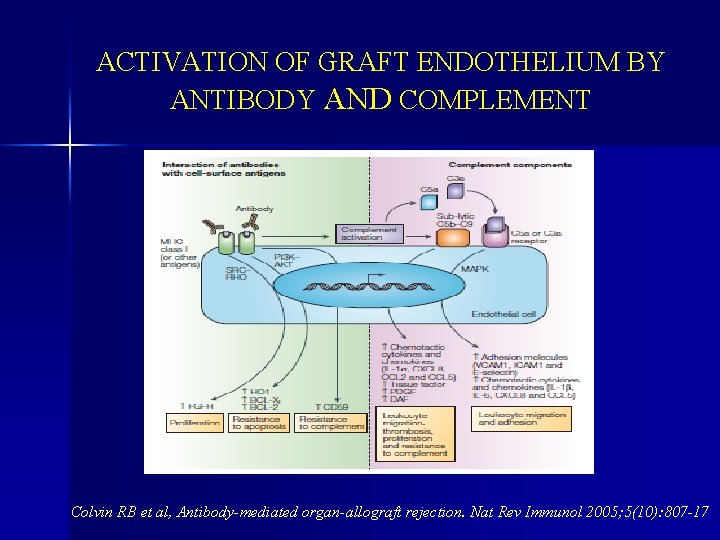 ACTIVATION OF GRAFT ENDOTHELIUM BY ANTIBODY AND COMPLEMENT Colvin RB et al, Antibody-mediated organ-allograft