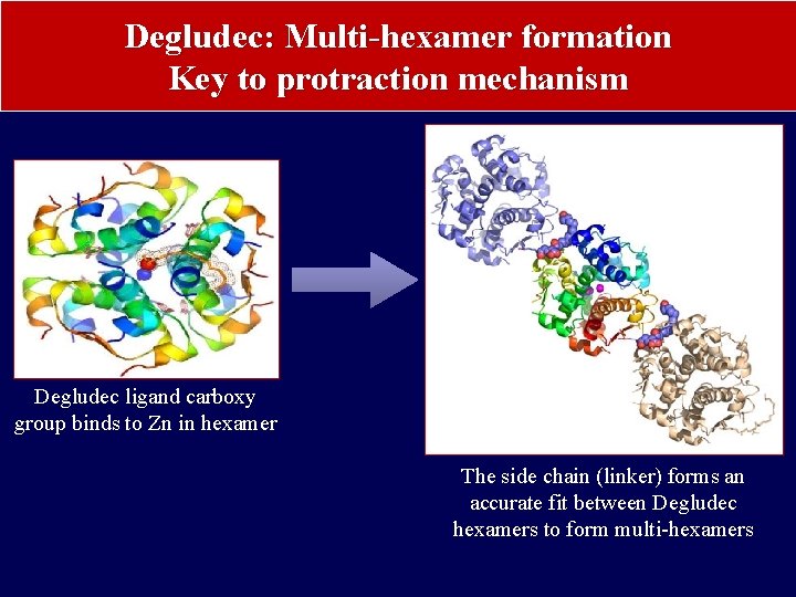 Degludec: Multi-hexamer formation Key to protraction mechanism Degludec ligand carboxy group binds to Zn