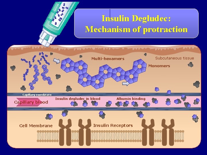 Insulin Degludec: Mechanism of protraction Multi-hexamers Subcutaneous tissue Monomers Capillary membrane Capillary blood Cell