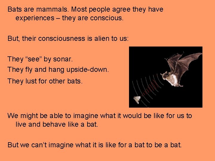 Bats are mammals. Most people agree they have experiences – they are conscious. But,