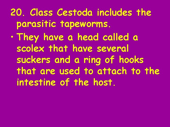 20. Class Cestoda includes the parasitic tapeworms. • They have a head called a