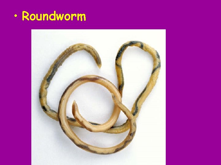  • Roundworm 