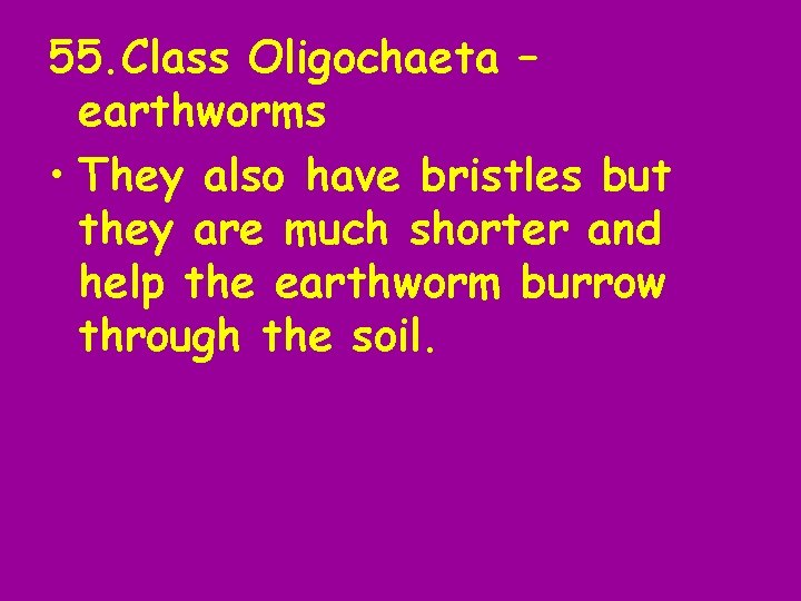 55. Class Oligochaeta – earthworms • They also have bristles but they are much