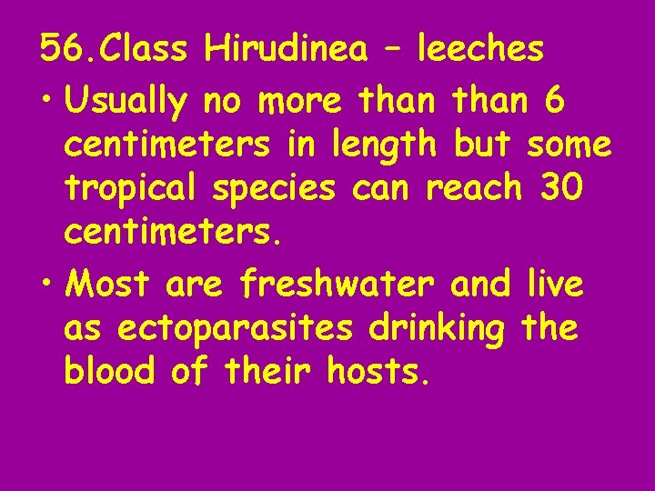 56. Class Hirudinea – leeches • Usually no more than 6 centimeters in length