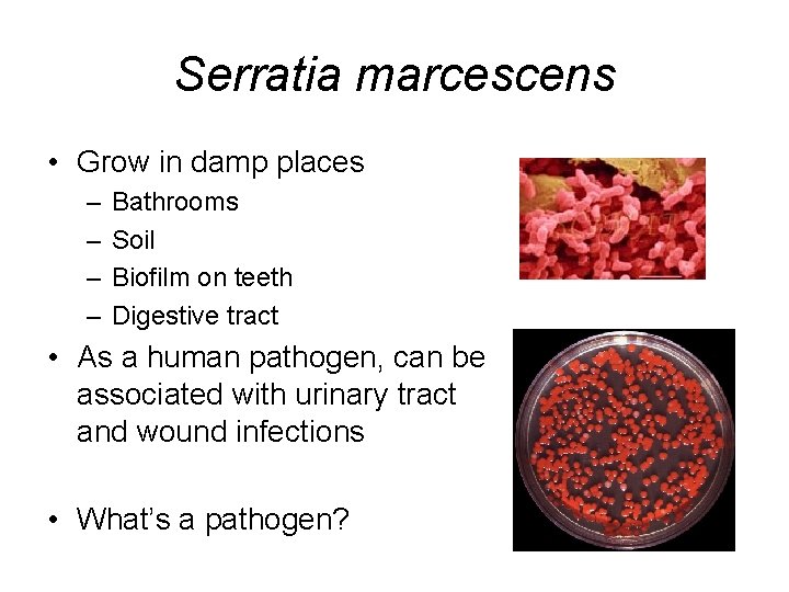 Serratia marcescens • Grow in damp places – – Bathrooms Soil Biofilm on teeth