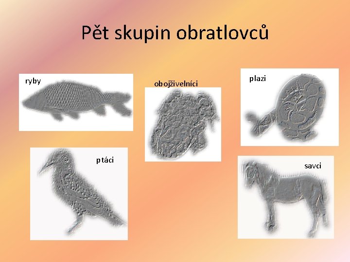 Pět skupin obratlovců ryby obojživelníci ptáci plazi savci 