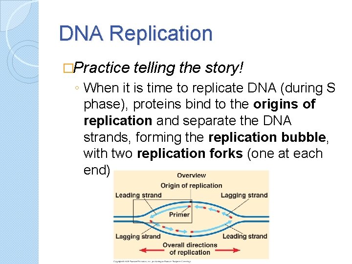 DNA Replication �Practice telling the story! ◦ When it is time to replicate DNA